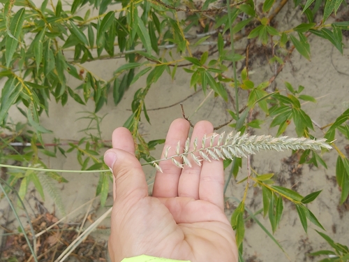 Image of Agropyron dasyanthum by no rights reserved