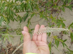 Agropyron dasyanthum