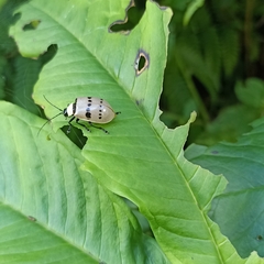 Meristata spilota
