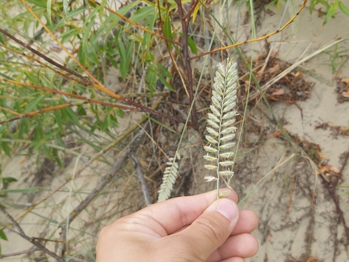 Image of Agropyron dasyanthum by no rights reserved