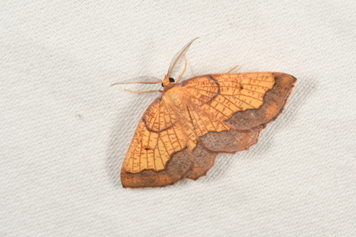 Epione vespertaria