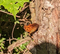 Polygonia progne