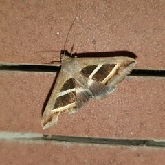 Grammodes bifasciata