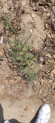 Asparagus aphyllus