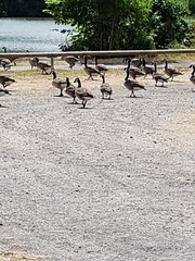 Branta canadensis