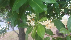 Fagraea fragrans