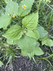 Galinsoga quadriradiata