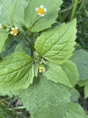 Galinsoga quadriradiata