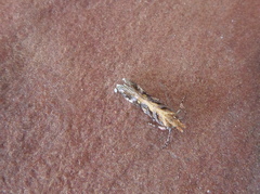 Aristotelia ericinella