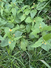 Galinsoga quadriradiata