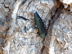 Agrilus biguttatus