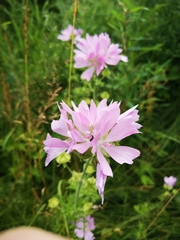 Malva thuringiaca