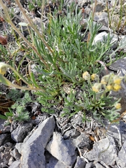 Artemisia arctica