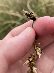 Anthracoidea arenariae