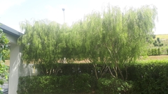 Leptospermum brachyandrum