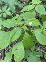 Impatiens parviflora