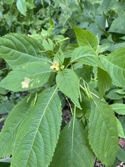 Impatiens parviflora