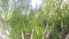 Leptospermum brachyandrum