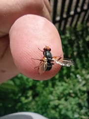 Ceroxys munda