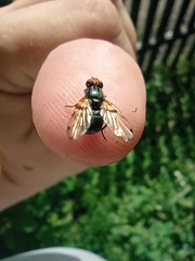 Ceroxys munda
