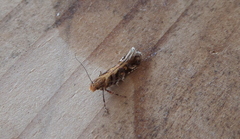 Aristotelia ericinella