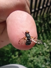 Ceroxys munda