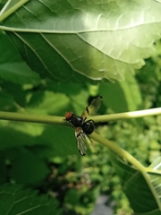 Ceroxys munda