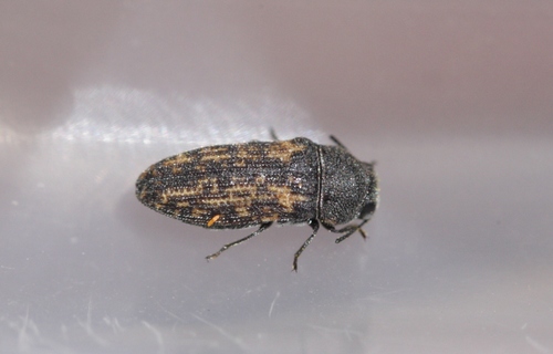 Nebulous longhorn beetle