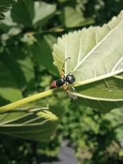 Ceroxys munda