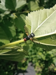Ceroxys munda