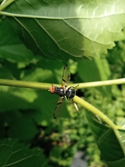 Ceroxys munda
