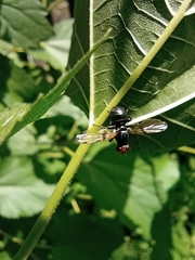 Ceroxys munda