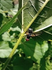 Ceroxys munda