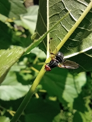 Ceroxys munda