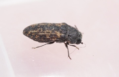 Anambodera nebulosa