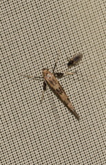 Caloptilia populetorum