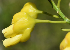 Bauhinia bowkeri