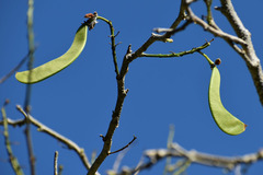 Bauhinia bowkeri