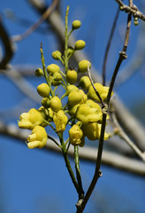 Bauhinia bowkeri