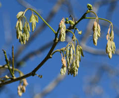 Bauhinia bowkeri