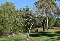 Bauhinia bowkeri