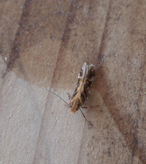 Aristotelia ericinella