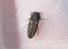 Anambodera nebulosa
