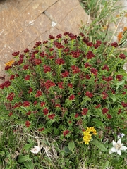Rhodiola quadrifida