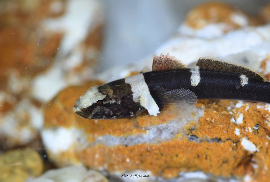 Banded Goby