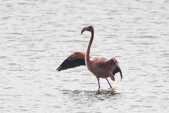 Phoenicopterus