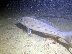 Sillago burrus