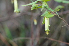 Correa reflexa lobata