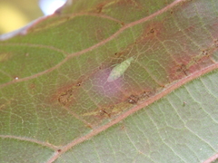 Malacocoris chlorizans