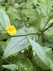 Lapsana communis